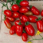 Potagères - Tomate Aligote HF1 - Graines d'Exception - face recto